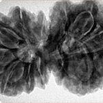 13 Mukhi Gaurishankar 38mm 9.74gm - Inverse xray