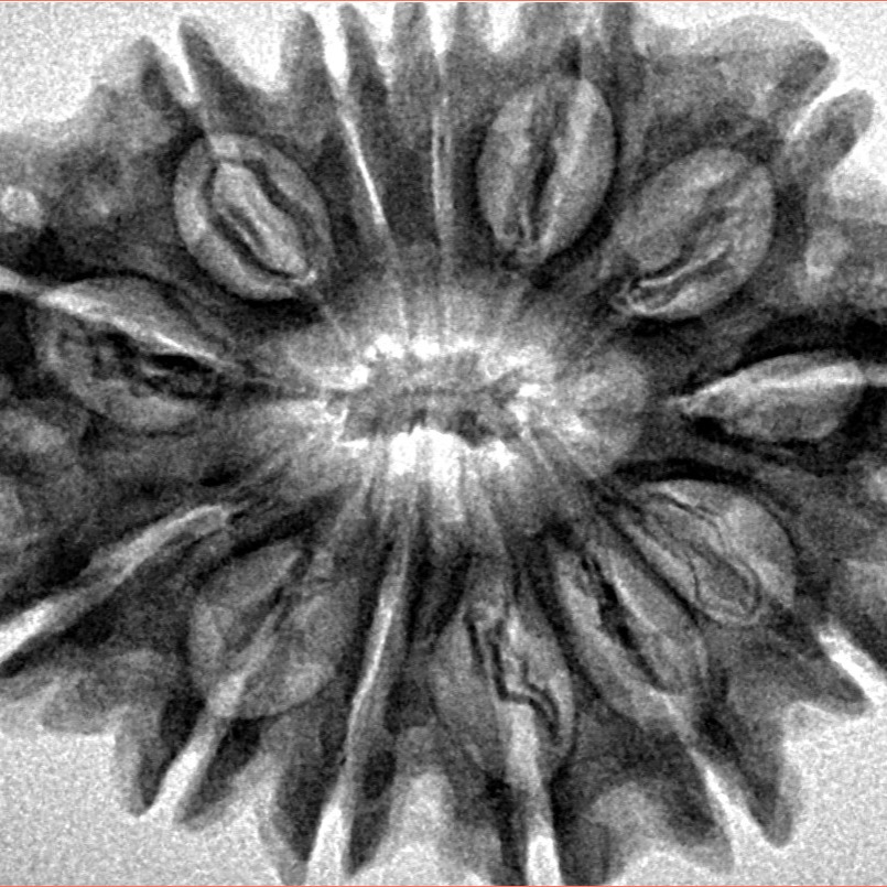 13 Mukhi Rudraksha 32.3mm 5.76gm - Inverse xray