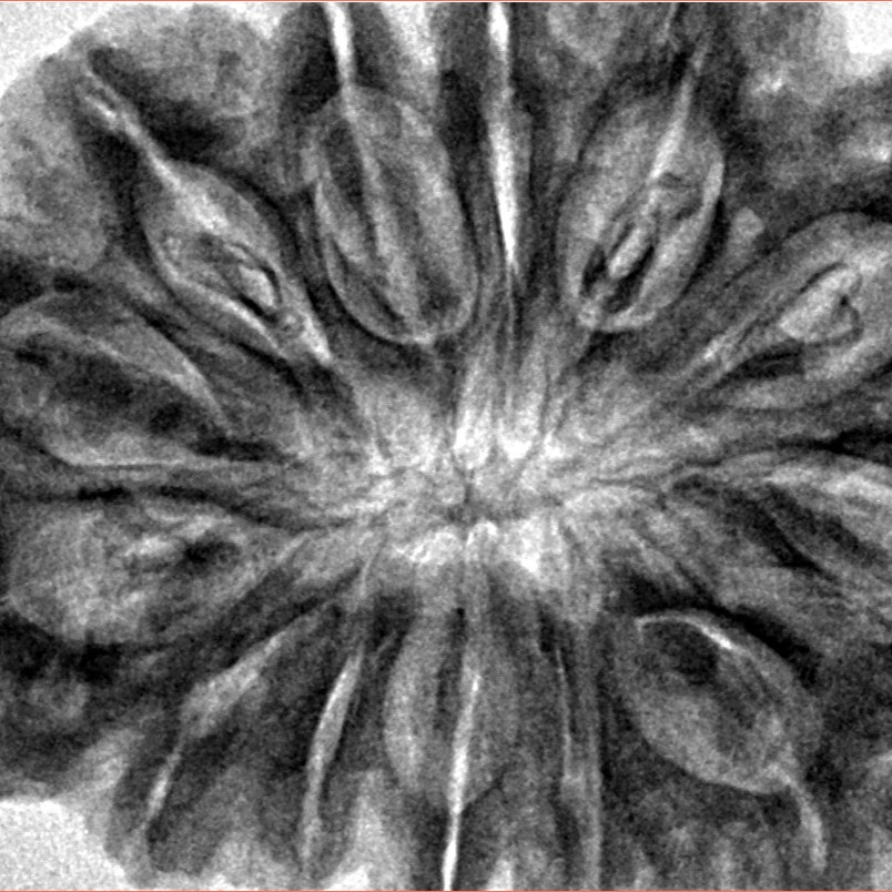 13 Mukhi Rudraksha 38mm 10.34gm - Inverse xray