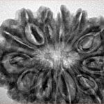 13 Mukhi Rudraksha 33.1mm 6.3gm - Inverse xray