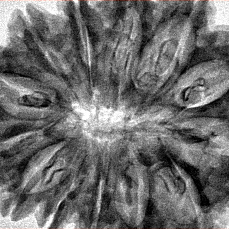 13 Mukhi Rudraksha 35.7mm 7.13gm - Inverse xray