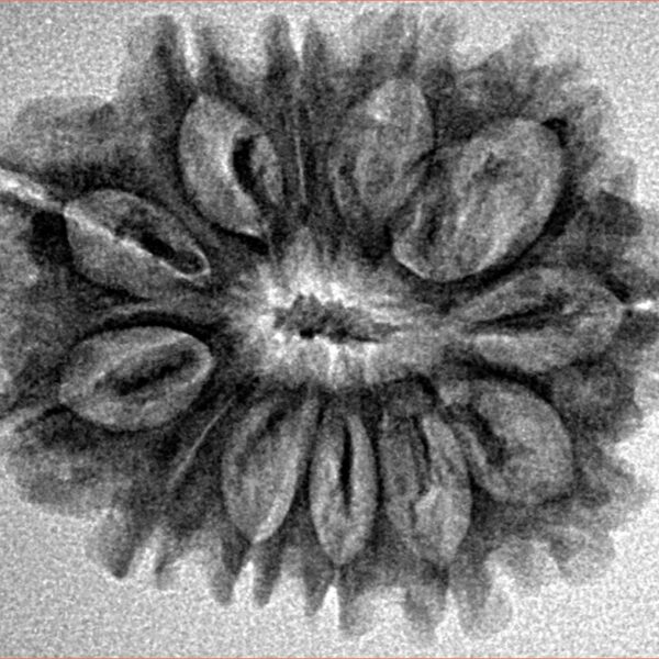 12 Mukhi Rudraksha 26.8mm 3.85gm - Inverse xray