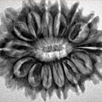 14 Mukhi Rudraksha 27.9mm 4.1gm - Inverse xray