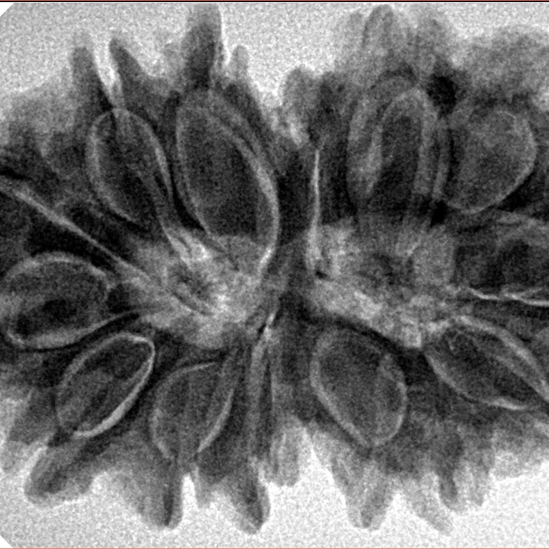 14 Mukhi Gaurishankar 35.2mm 7.29gm - Inverse xray