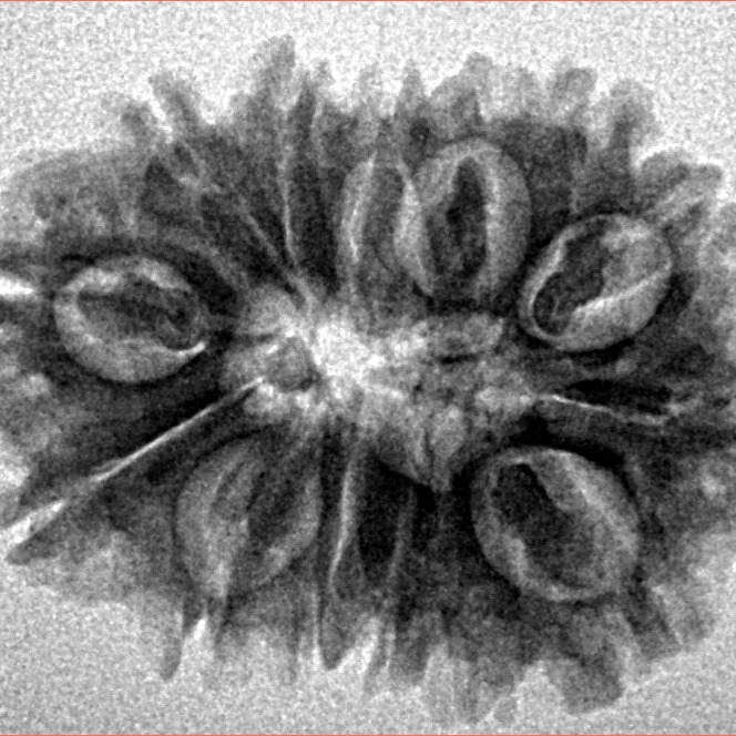 14 Mukhi Rudraksha 24.4mm 3.15gm - Inverse xray