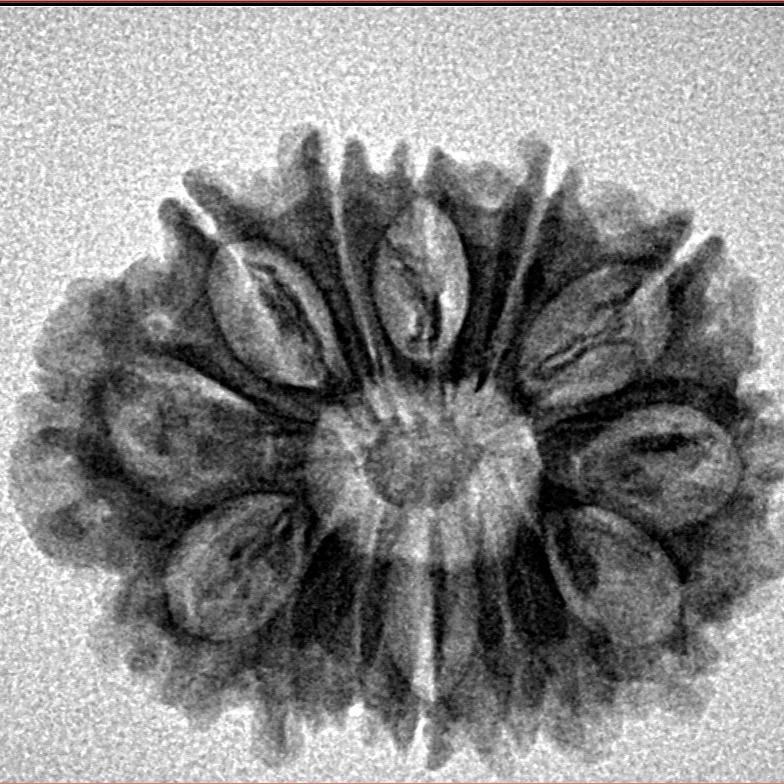 14 Mukhi Rudraksha 24.9mm 2.93gm - Inverse xray