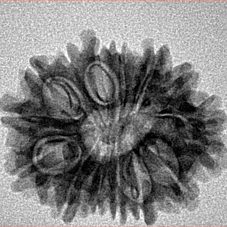 14 Mukhi Rudraksha 25.6mm 2.85gm - Inverse xray