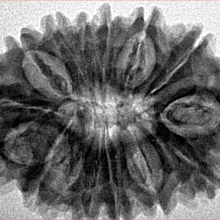 14 Mukhi Rudraksha 29.8mm 5.08gm - Inverse xray