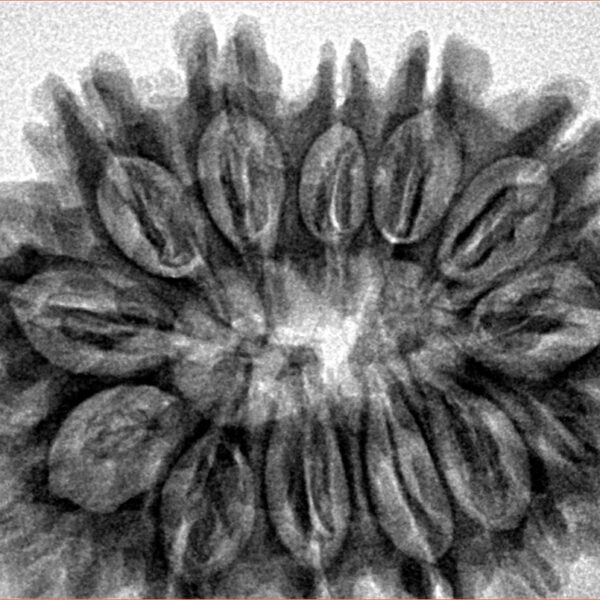 13 Mukhi Rudraksha 32.5mm 6.4gm - Inverse xray