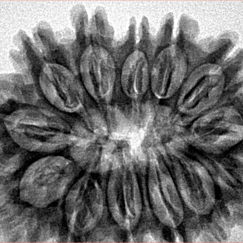 13 Mukhi Rudraksha 32.5mm 6.4gm - Inverse xray