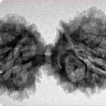 13 Mukhi Gaurishankar 38.9mm 5.74gm - Inverse xray