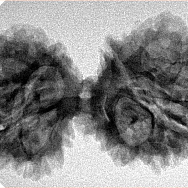 13 Mukhi Gaurishankar 38.9mm 5.74gm - Inverse xray