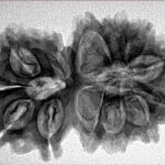 13 Mukhi Gaurishankar 33mm 5.82gm - Inverse xray