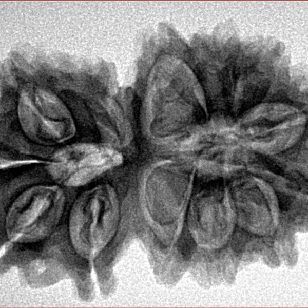 13 Mukhi Gaurishankar 33mm 5.82gm - Inverse xray