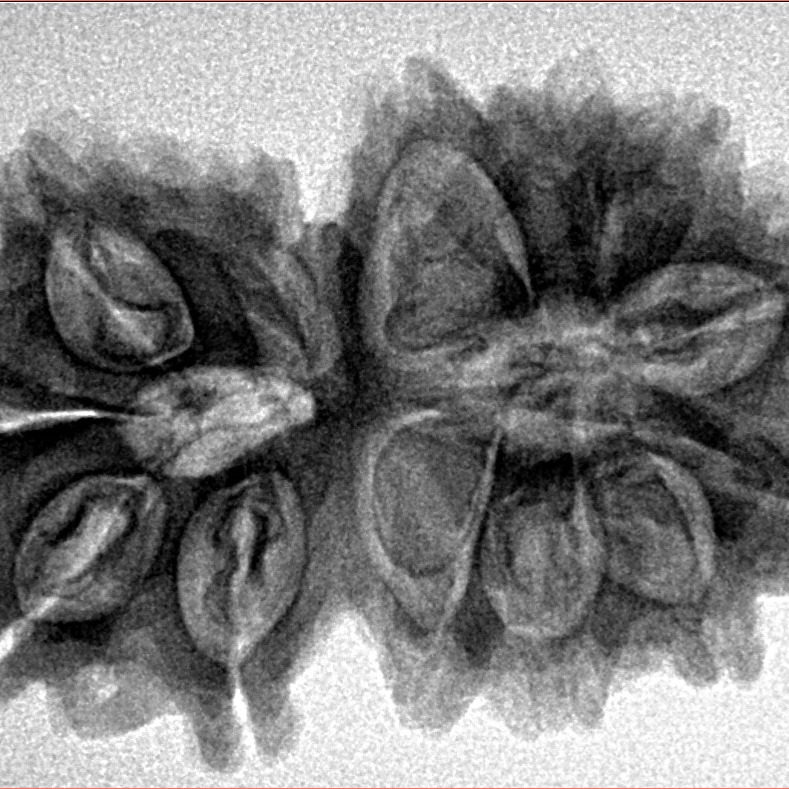 13 Mukhi Gaurishankar 33mm 5.82gm - Inverse xray