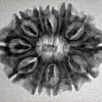 12 Mukhi Rudraksha 26.8mm 3.58gm - Inverse xray