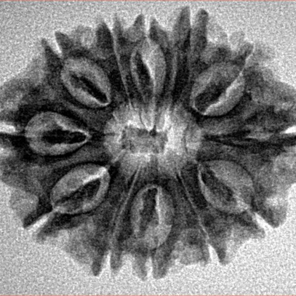 12 Mukhi Rudraksha 26.8mm 3.58gm - Inverse xray