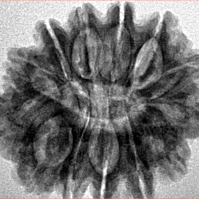 13 Mukhi Rudraksha 26mm 4.12gm - Inverse xray