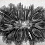 13 Mukhi Rudraksha 33mm 7gm - Inverse xray