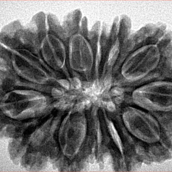 13 Mukhi Rudraksha 33mm 7gm - Inverse xray