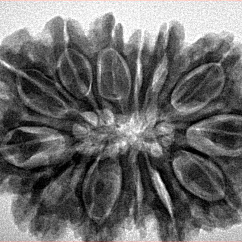 13 Mukhi Rudraksha 33mm 7gm - Inverse xray