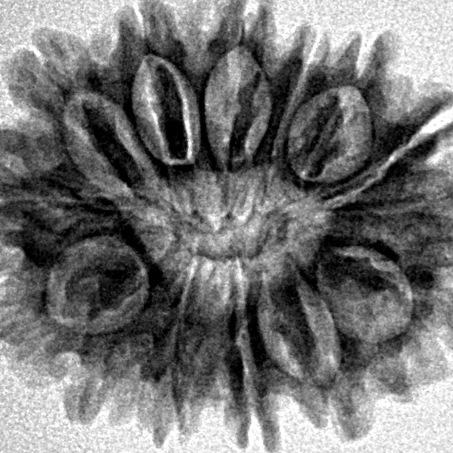 14 Mukhi Rudraksha 27.4mm 3.85gm - Inverse xray