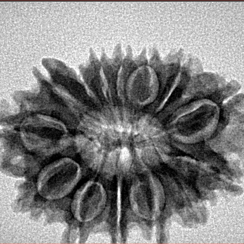 14 Mukhi Rudraksha 26.4mm 3.55gm - Inverse xray