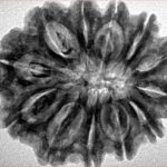 12 Mukhi Rudraksha 29.1mm 6.22gm - Inverse xray