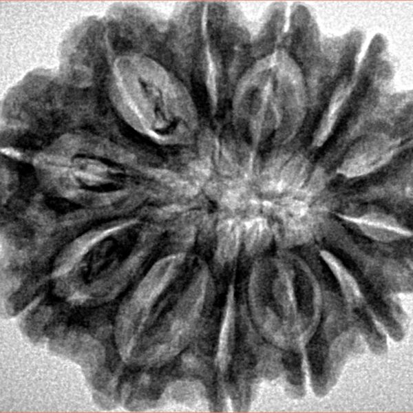 12 Mukhi Rudraksha 29.1mm 6.22gm - Inverse xray