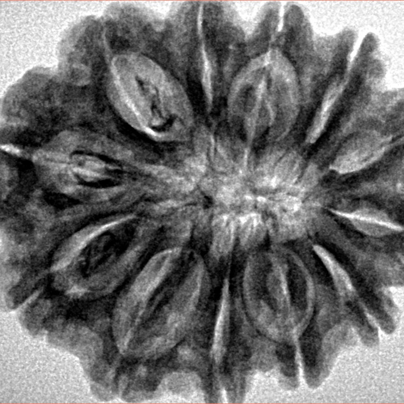 12 Mukhi Rudraksha 29.1mm 6.22gm - Inverse xray