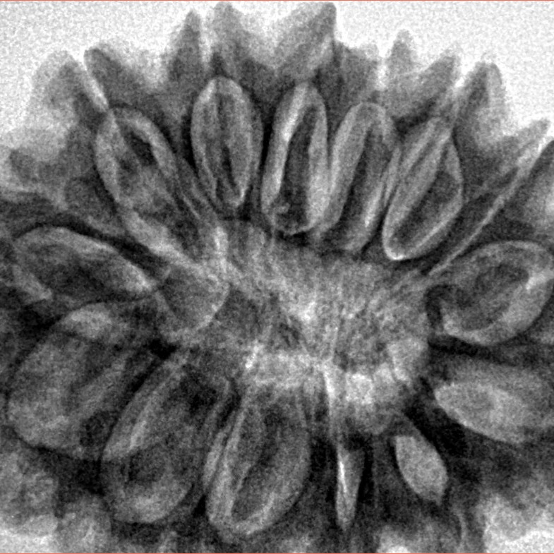 14 Mukhi Rudraksha 33.7mm 7.44gm - Inverse xray