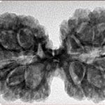 13 Mukhi Gaurishankar 38.8mm 7.4gm - Inverse xray