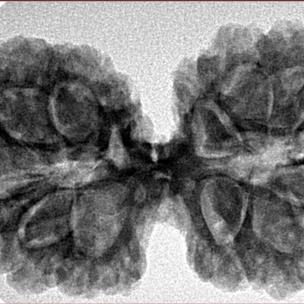 13 Mukhi Gaurishankar 38.8mm 7.4gm - Inverse xray