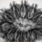 13 Mukhi Rudraksha 32.7mm 6.5gm - Inverse xray