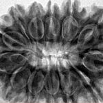 13 Mukhi Rudraksha 33mm 7.08gm - Inverse xray