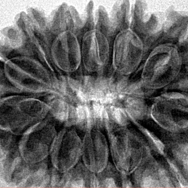 13 Mukhi Rudraksha 33mm 7.08gm - Inverse xray