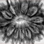 12 Mukhi Rudraksha 34.4mm 7.61gm - Inverse xray