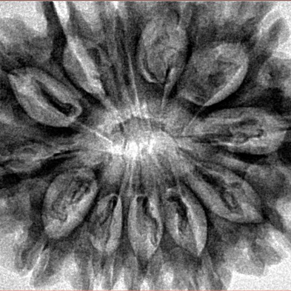 12 Mukhi Rudraksha 34.4mm 7.61gm - Inverse xray