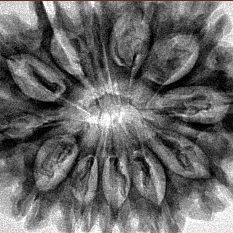 12 Mukhi Rudraksha 34.4mm 7.61gm - Inverse xray