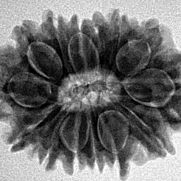 14 Mukhi Rudraksha 27.4mm 4.89gm - Inverse xray