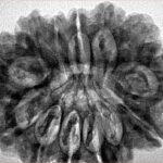 13 Mukhi Ganesh 31.2mm 6.67gm - Inverse xray