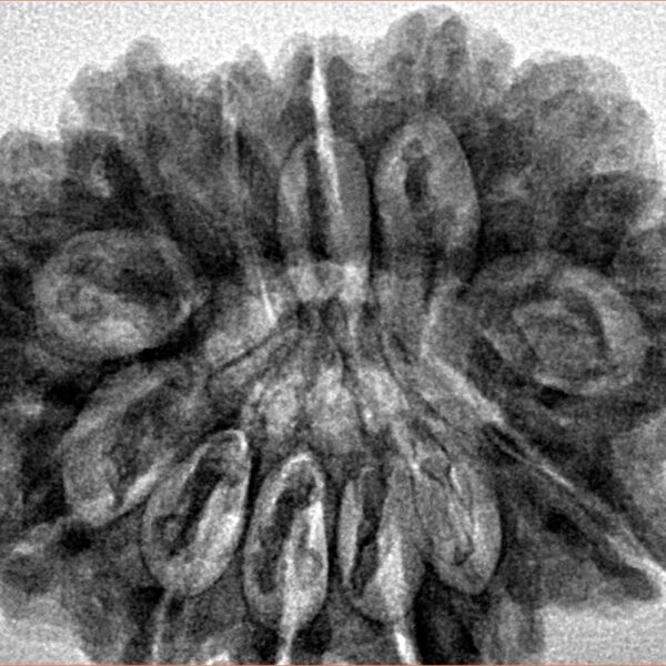 13 Mukhi Ganesh 31.2mm 6.67gm - Inverse xray