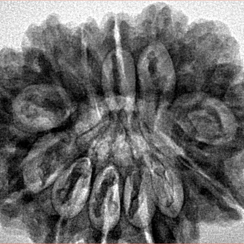 13 Mukhi Ganesh 31.2mm 6.67gm - Inverse xray