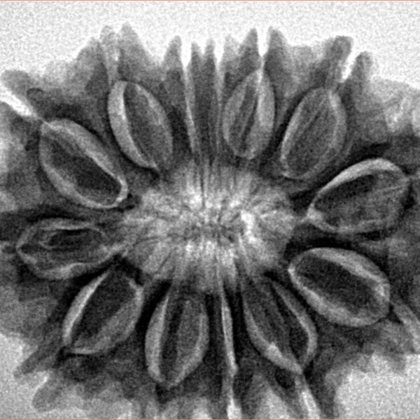 13 Mukhi Rudraksha 30.7mm 6.12gm - Inverse xray