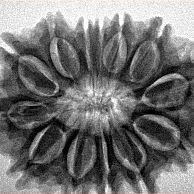 13 Mukhi Rudraksha 30.7mm 6.12gm - Inverse xray