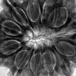 12 Mukhi Rudraksha 32.2mm 9.48gm - Inverse xray