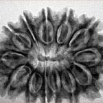 13 Mukhi Rudraksha 31.4mm 5.59gm - Inverse xray