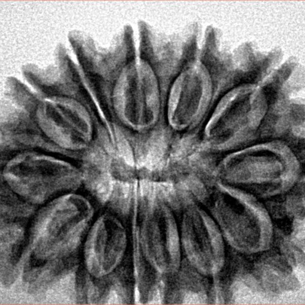13 Mukhi Rudraksha 31.4mm 5.59gm - Inverse xray