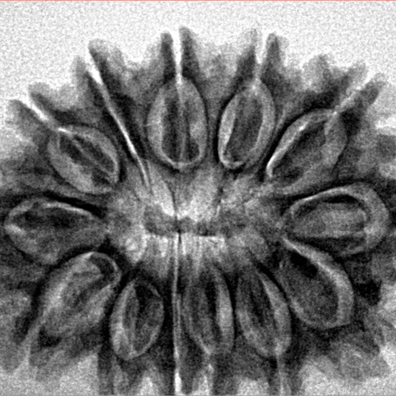 13 Mukhi Rudraksha 31.4mm 5.59gm - Inverse xray