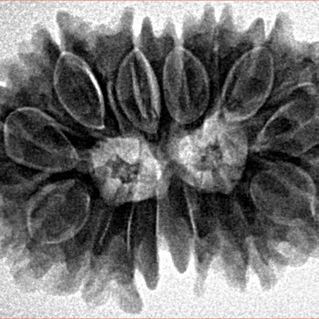 14 Mukhi Rudraksha 27.9mm 4.42gm - Inverse xray